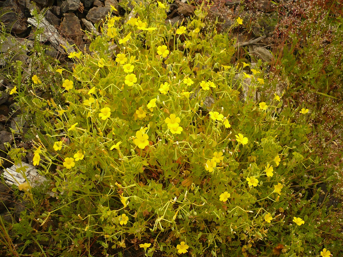 Oxalis dillenii (Oxalidaceae)